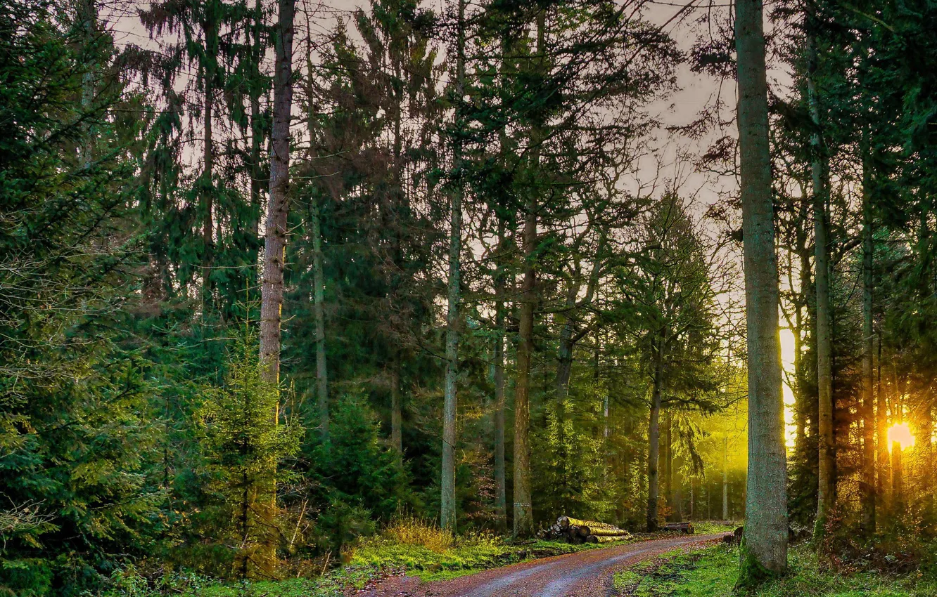 Photo wallpaper road, forest, the sun, trees, log