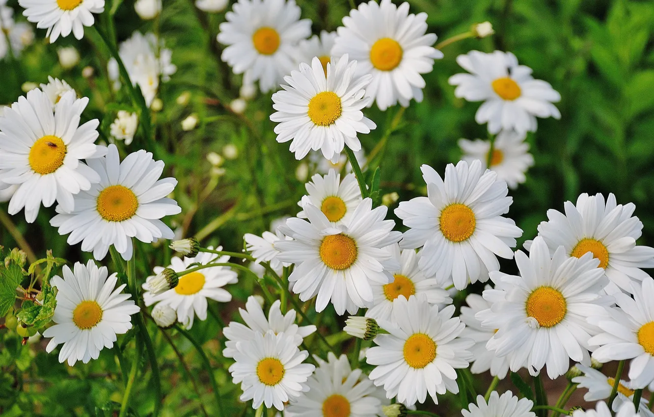 Photo wallpaper summer, flowers, chamomile, white, white, chamomile