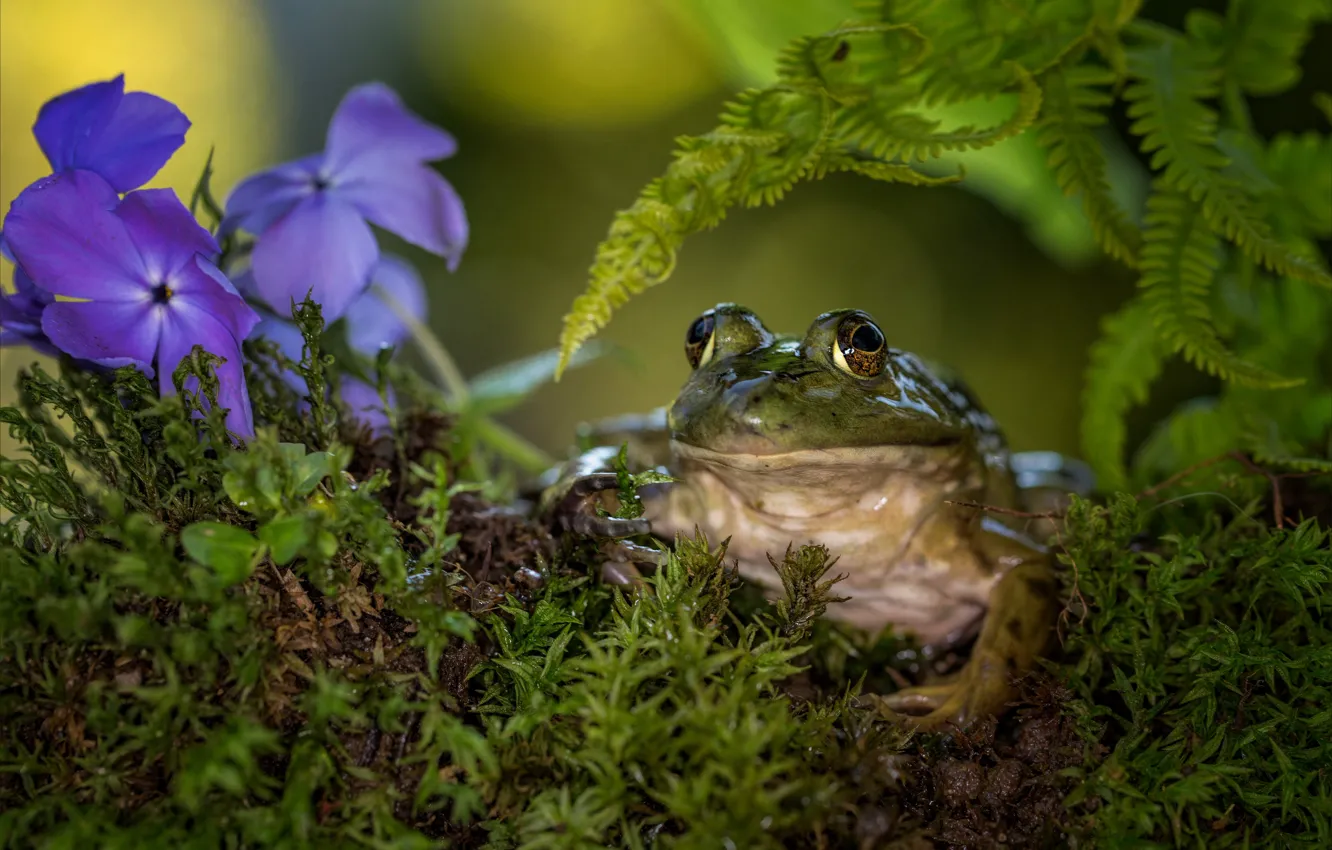 Photo wallpaper look, flowers, frog