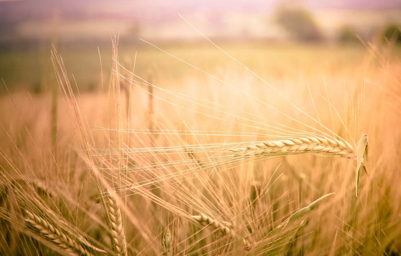 Photo wallpaper wheat, field, macro, nature, background, widescreen, Wallpaper, rye