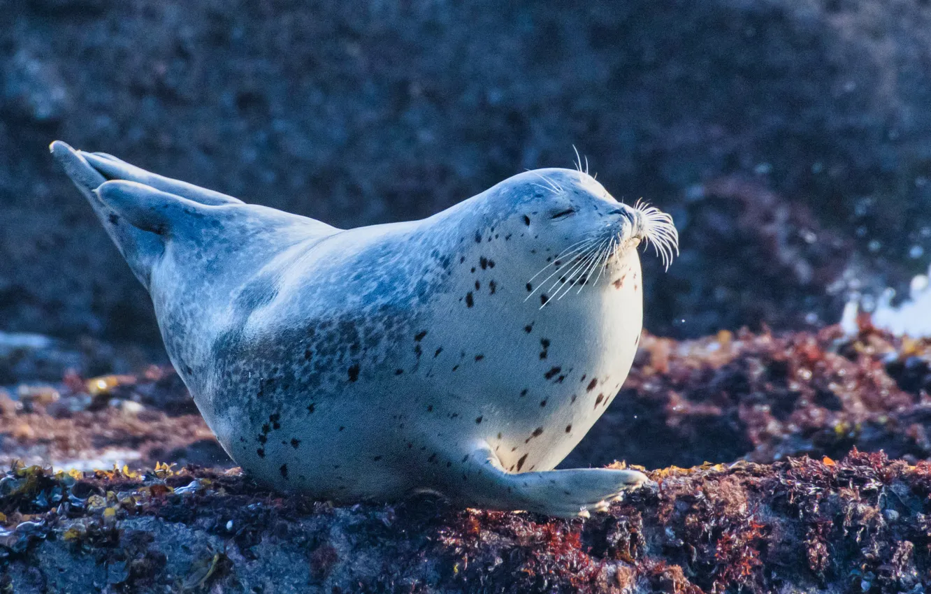 Photo wallpaper stay, shore, seal, sleep, closed eyes, Seal, pinnipeds