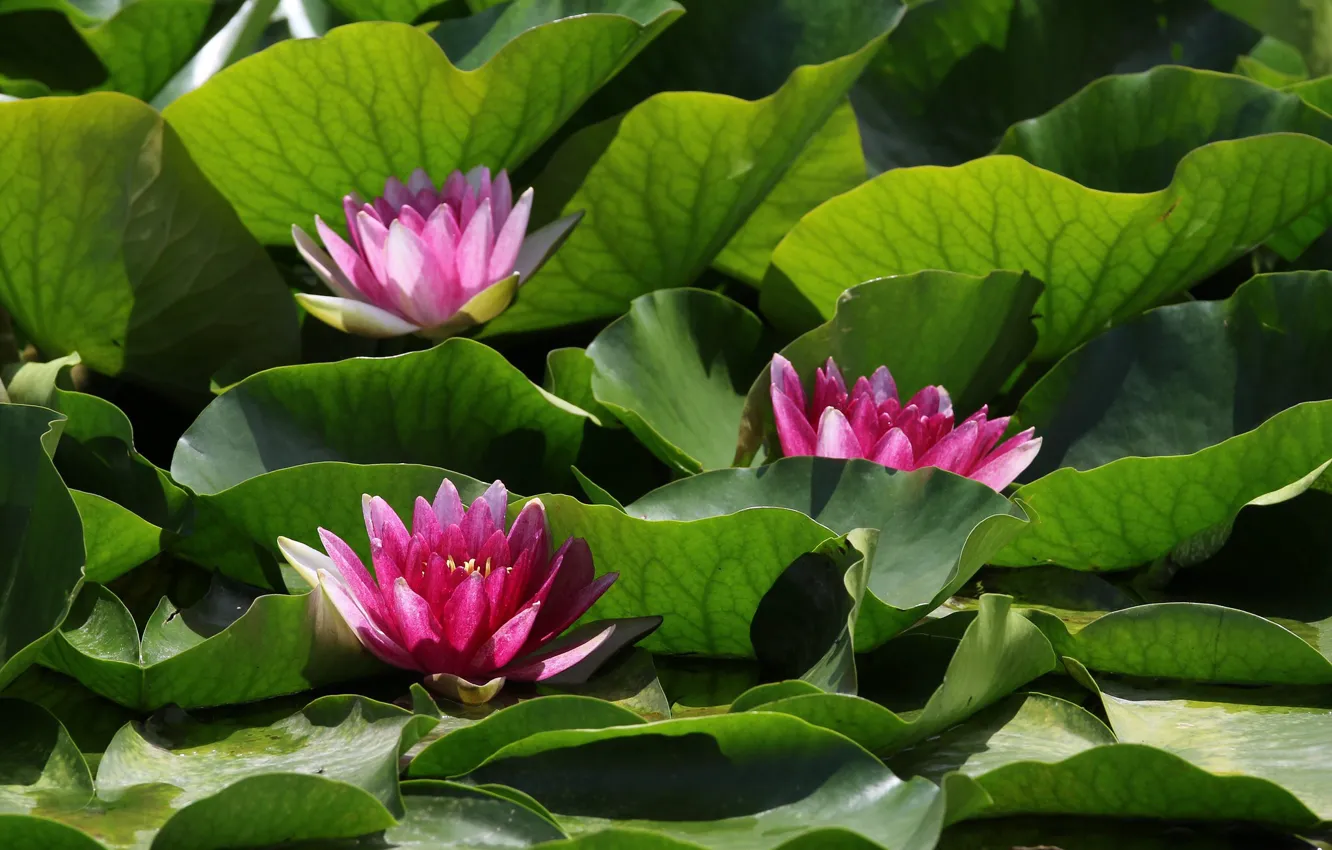 Photo wallpaper leaves, pink, trio, Nymphaeum