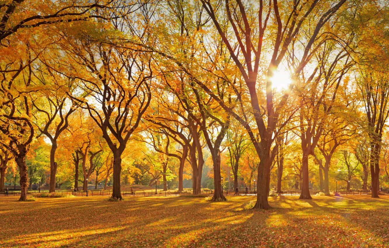 Photo wallpaper autumn, New York, USA, Central Park