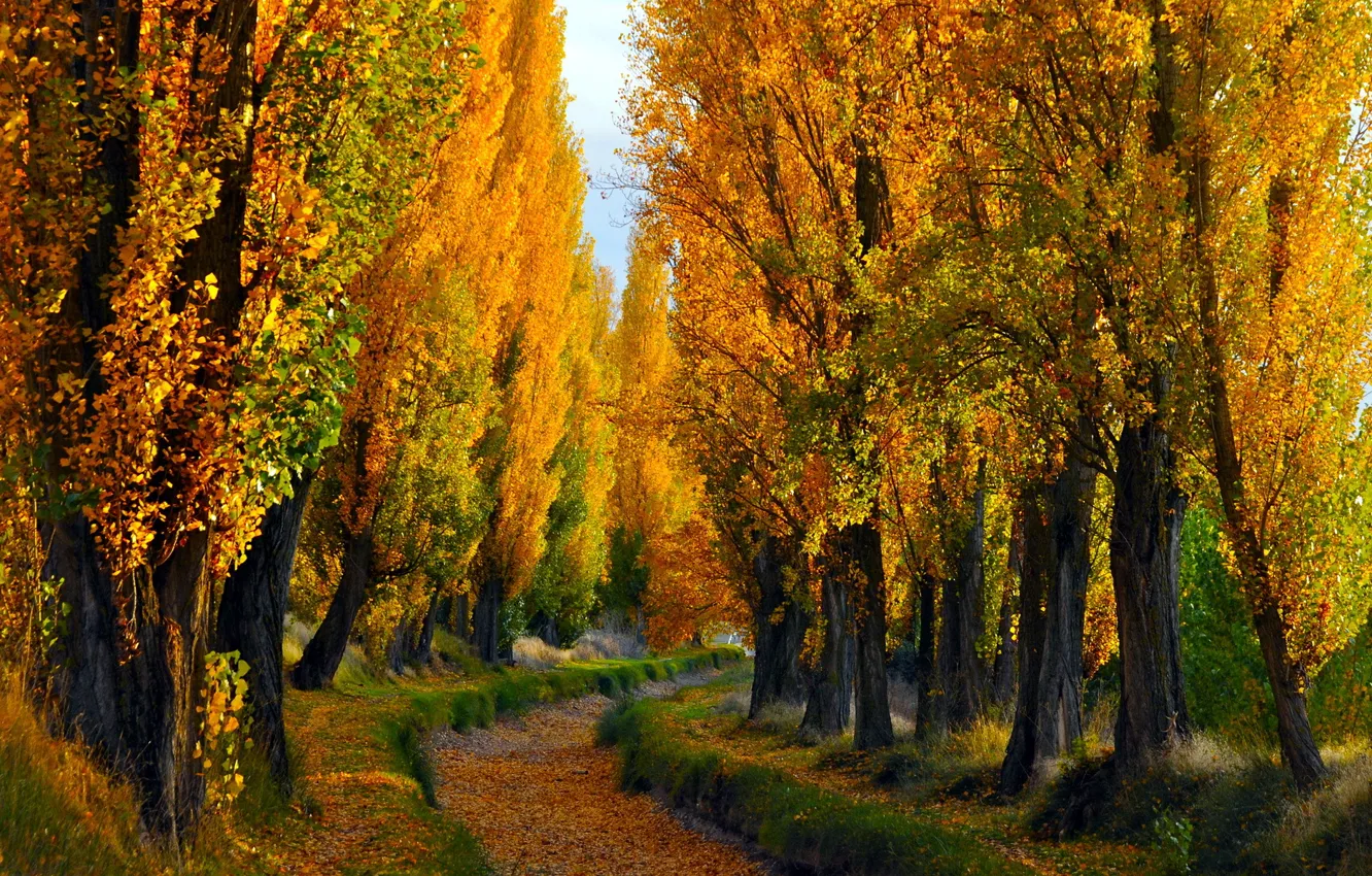 Photo wallpaper autumn, landscape, nature
