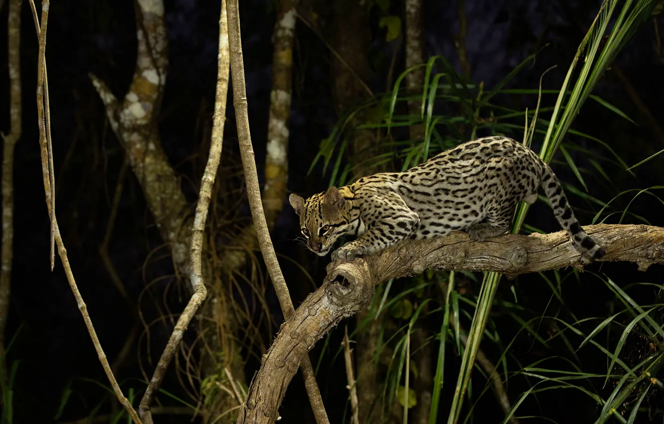 Photo wallpaper look, night, branches, jungle, ocelot