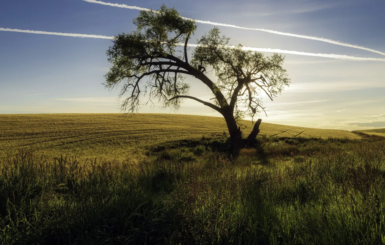 Photo wallpaper field, the sky, trees, Himtrail
