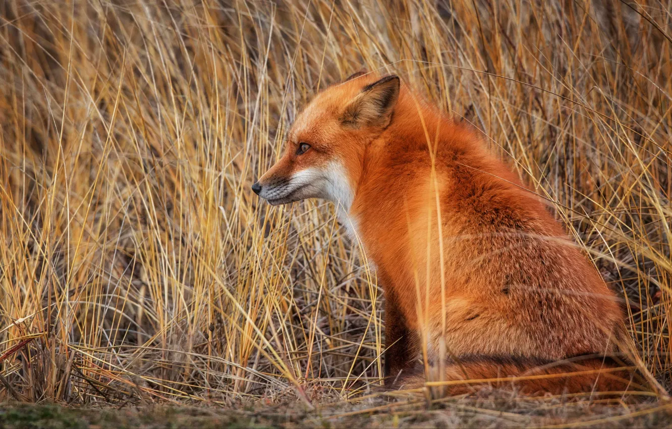 Photo wallpaper field, autumn, face, pose, back, Fox, profile, red