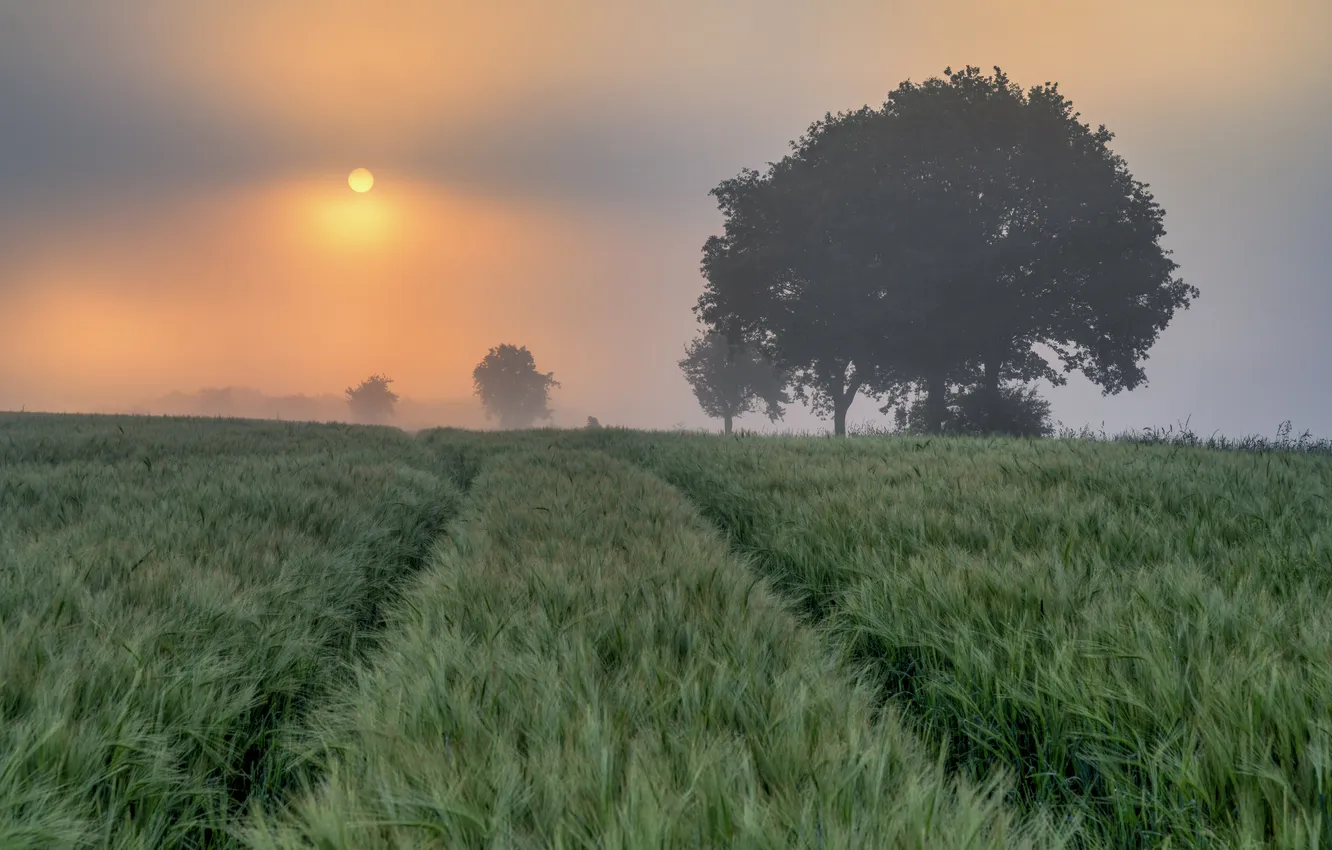 Photo wallpaper field, nature, tree, dawn, morning, feather