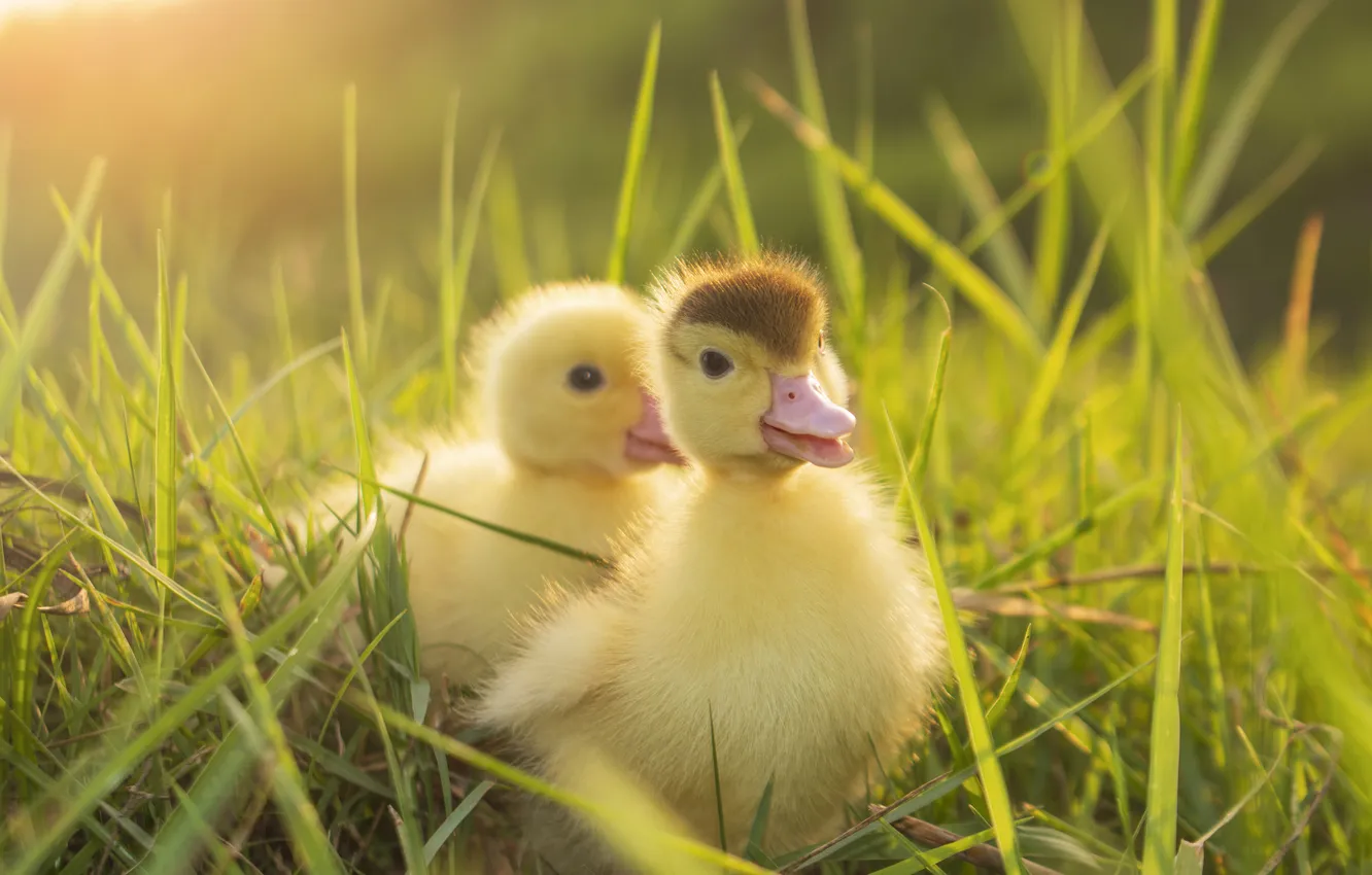 Photo wallpaper bird, duck, Chicks, the goslings