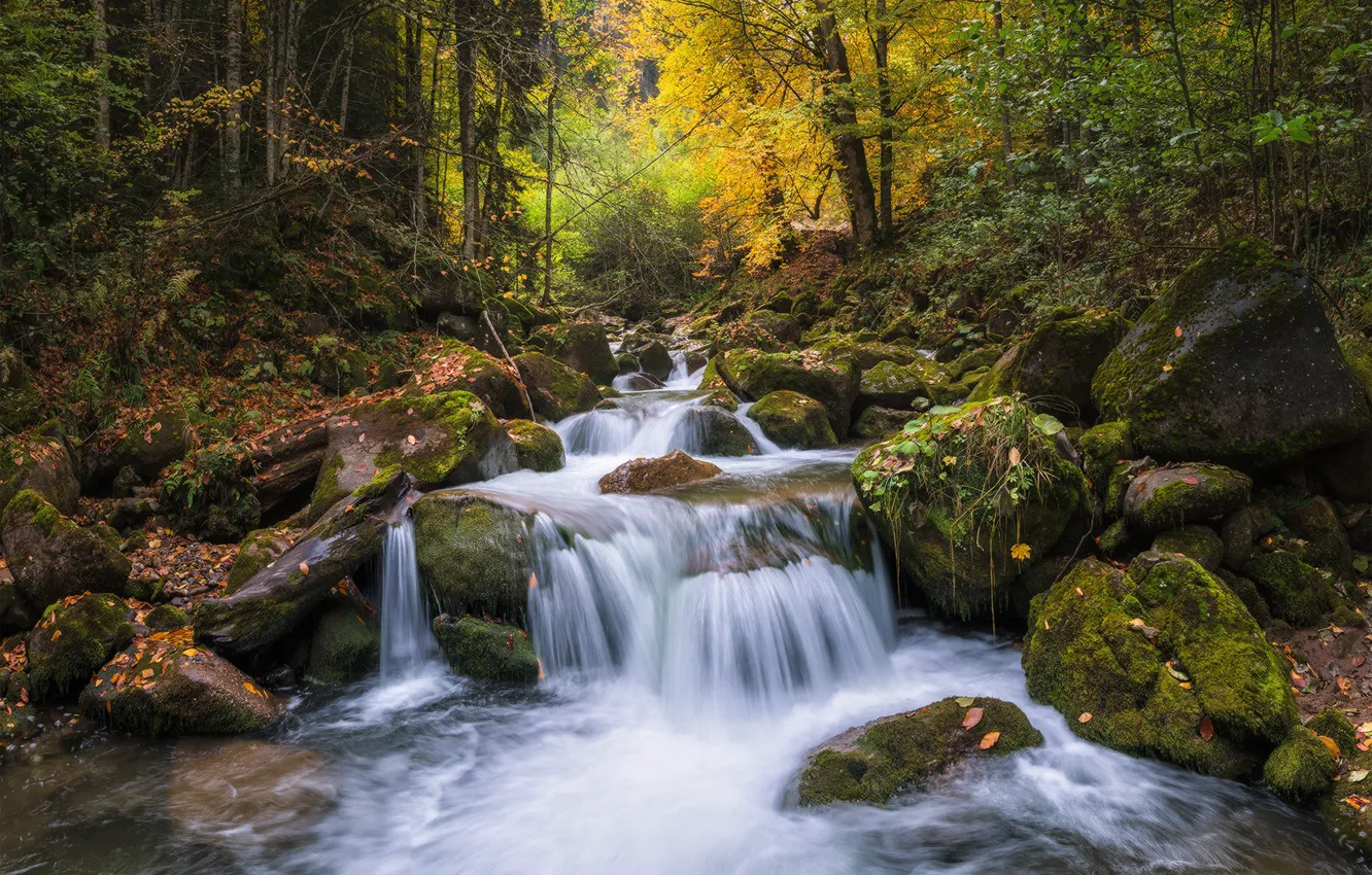 Photo wallpaper autumn, forest, river, stones, Russia, cascade, Karachay-Cherkessia, River Rozhkoa