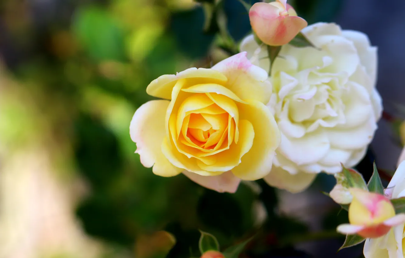 Photo wallpaper white, flowers, yellow, roses, blur, garden, buds, bokeh