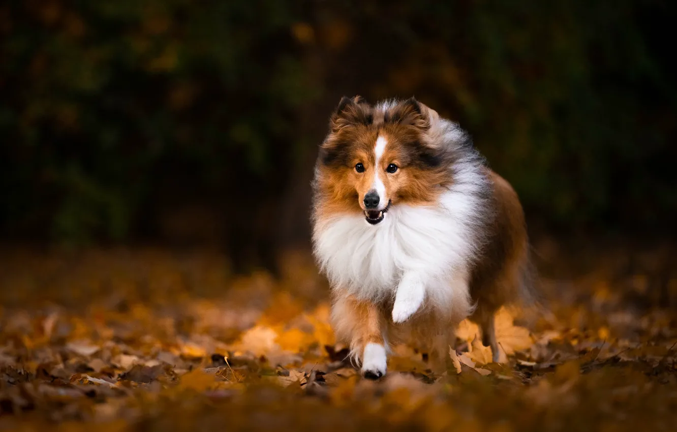 Photo wallpaper dog, running, Sheltie
