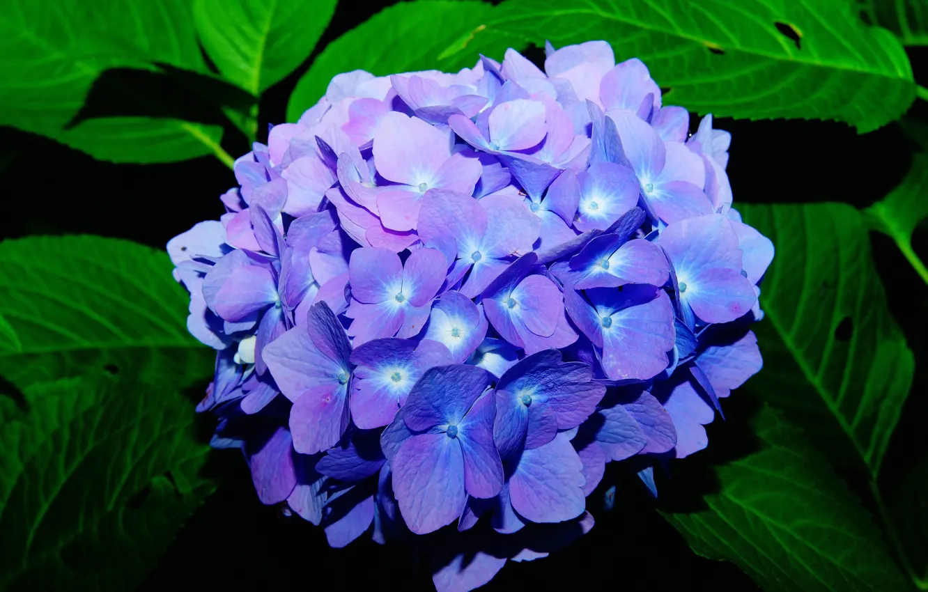 Photo wallpaper blue, hydrangea, inflorescence