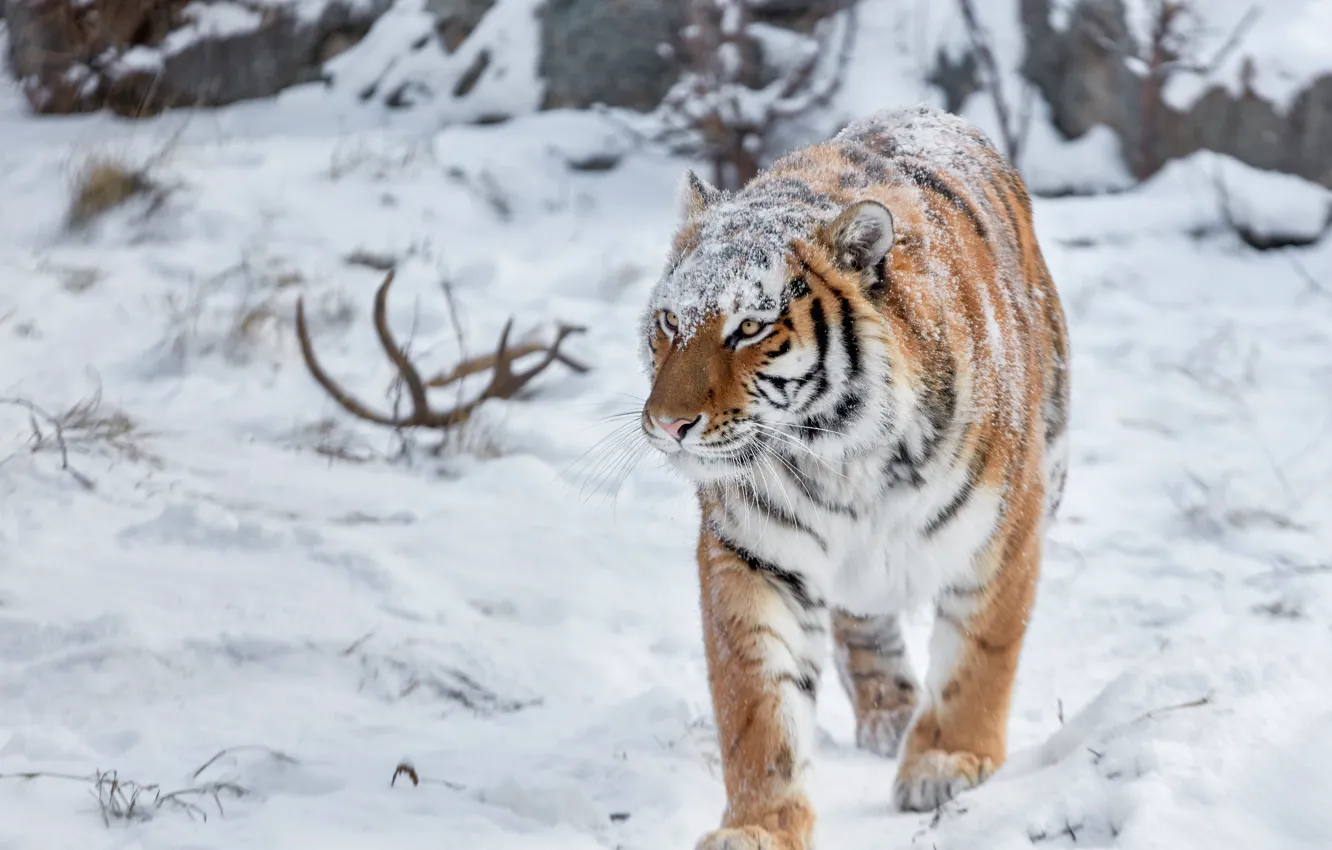 Photo wallpaper winter, look, face, snow, tiger, the snow, horns, walk