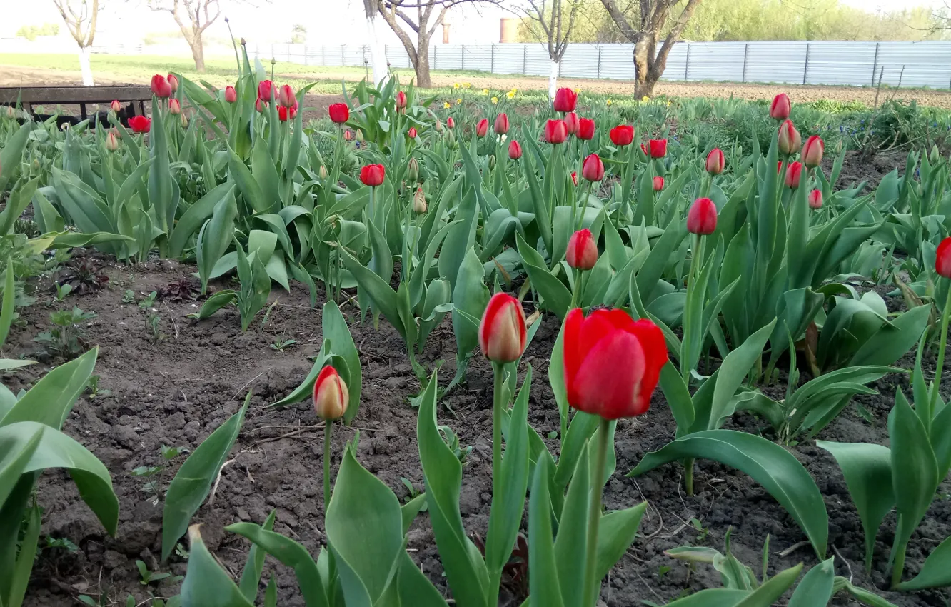 Photo wallpaper spring, Tulips, may