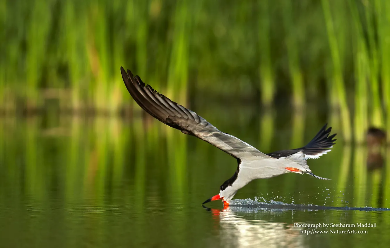 Photo wallpaper animals, nature, landscapes