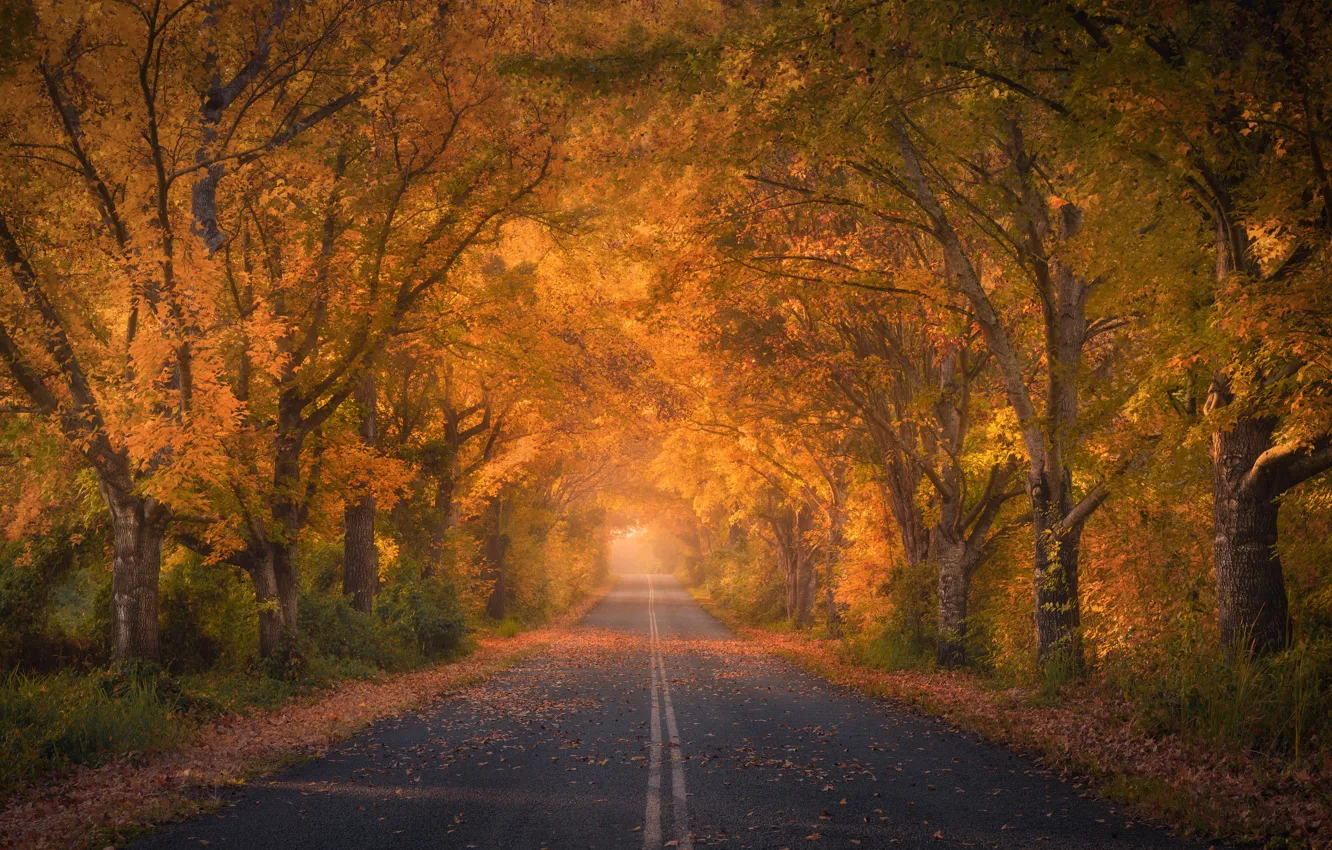 Photo wallpaper road, autumn, trees, Australia, fallen leaves