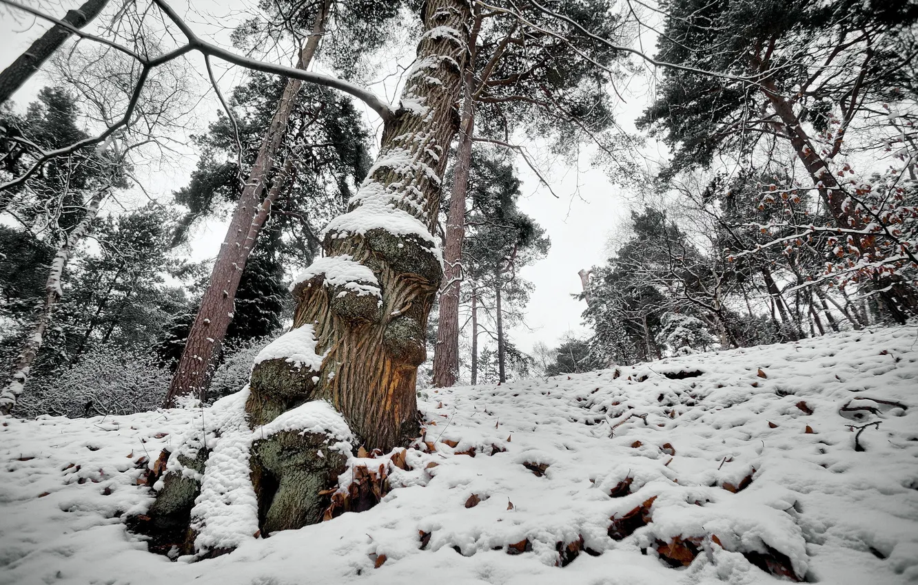Photo wallpaper winter, forest, tree