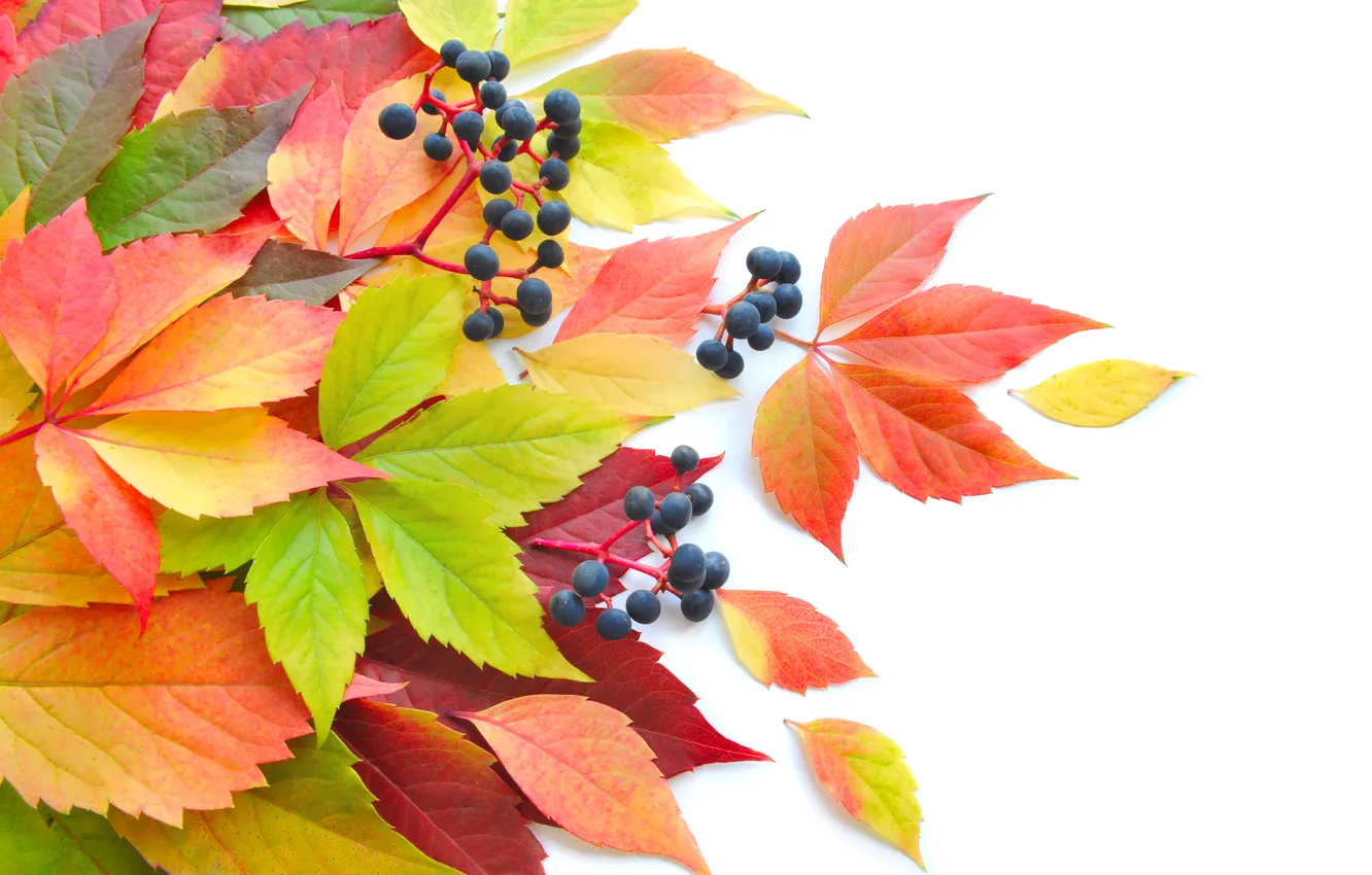 Photo wallpaper autumn, leaves, berries, foliage