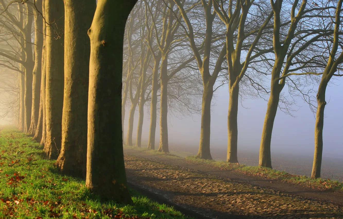 Photo wallpaper road, trees, nature, fog, morning