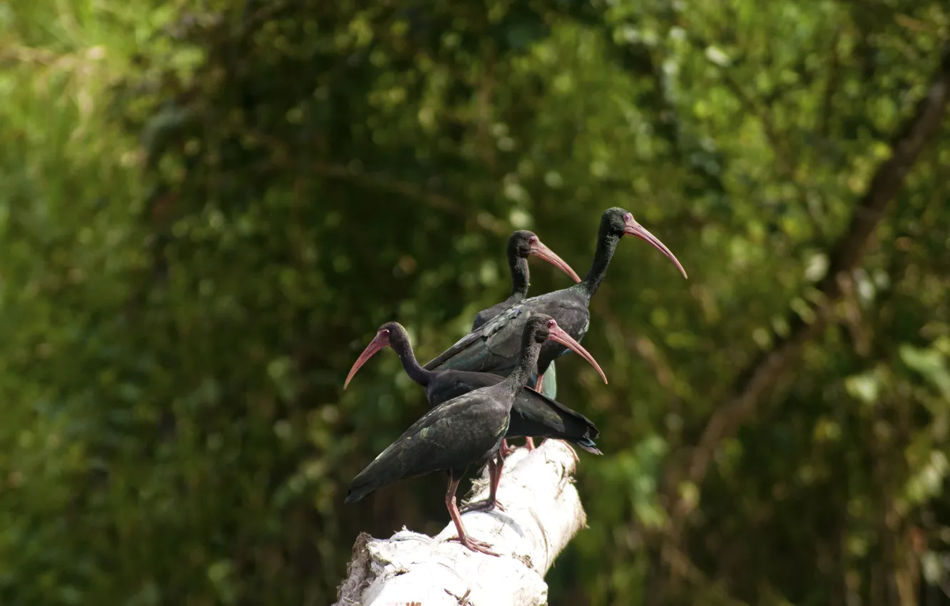 Photo wallpaper birds, nature, IBIS, up on a tree trunk, black ibis