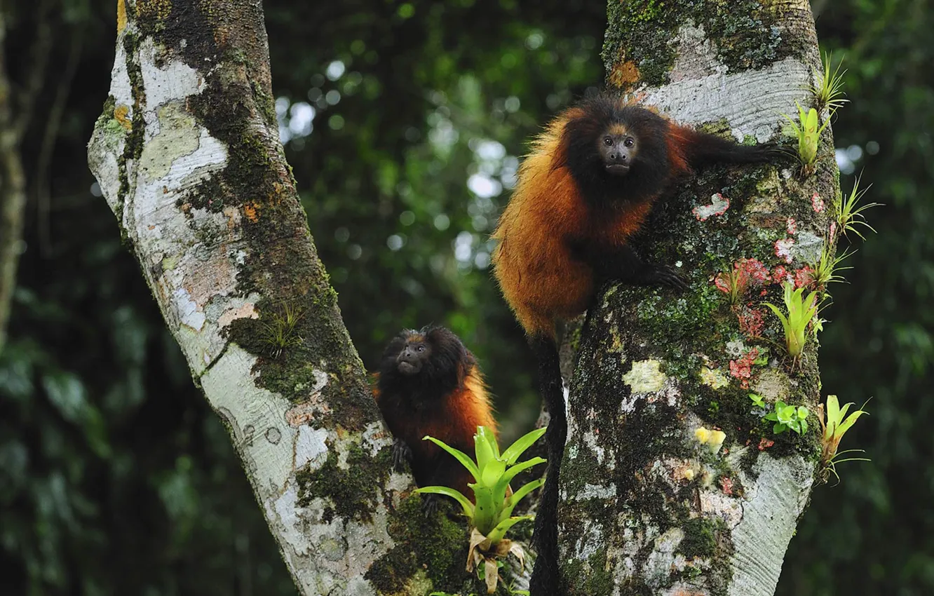 Photo wallpaper Brazil, the primacy of, Paraná, carnality lion marmoset