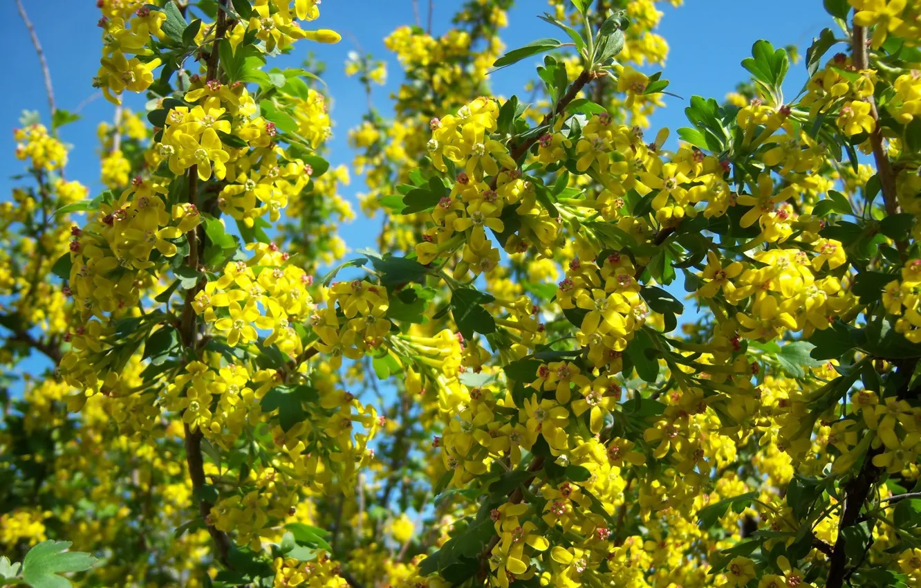 Photo wallpaper flowers, yellow, black currant, small, flowering shrub, mamala ©