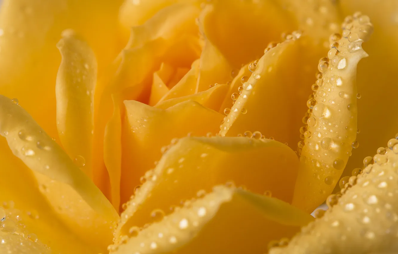 Photo wallpaper water, drops, flowers, Rosa, roses, petals