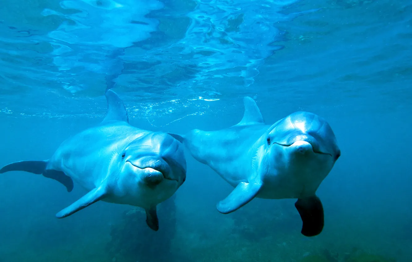 Photo wallpaper sea, water, pair, dolphins