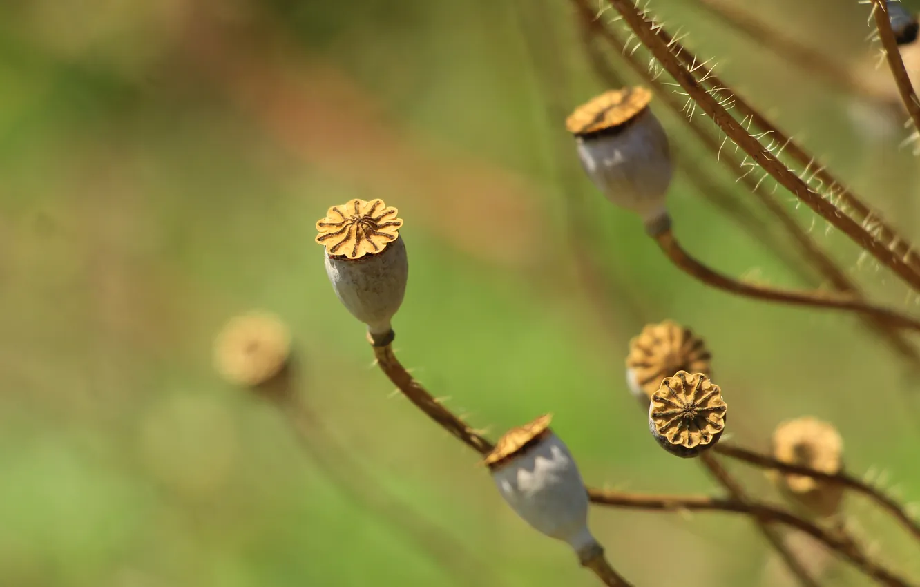 Photo wallpaper plant, dry, poppy seed