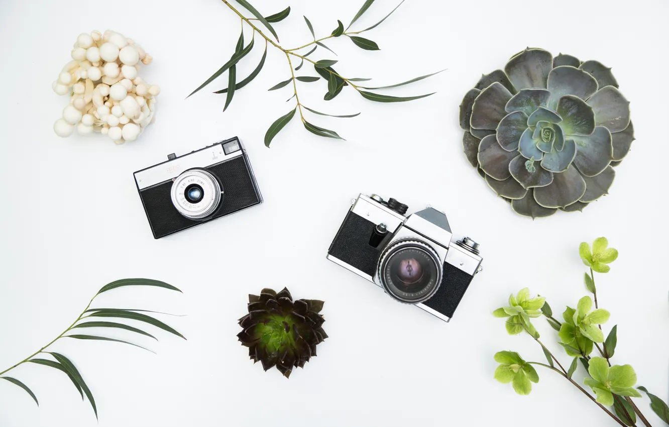 Photo wallpaper flowers, background, technique, the camera