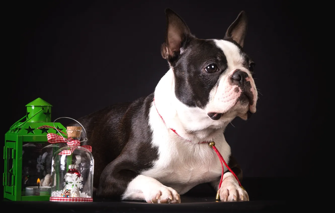 Photo wallpaper spotted, decor, French bulldog