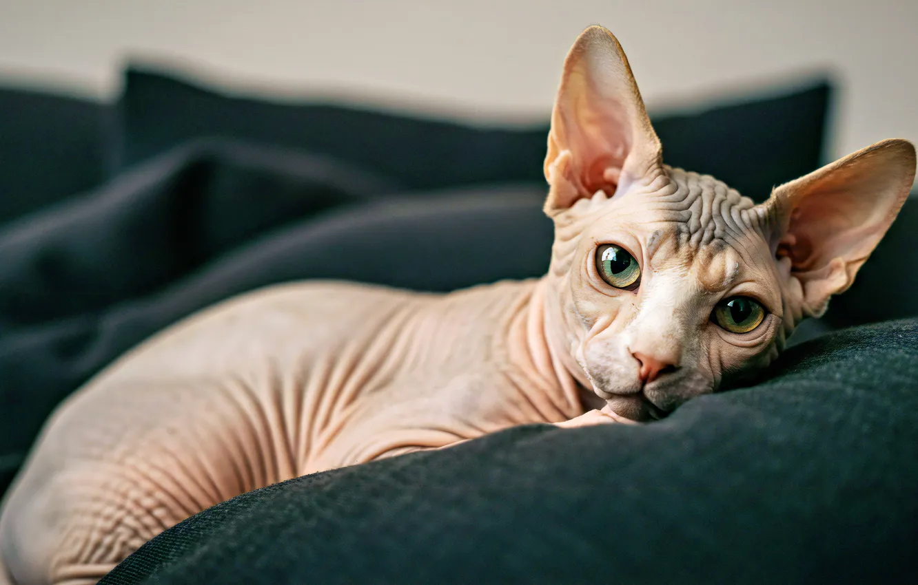 Photo wallpaper cat, cat, look, pose, bed, lies, face, green eyes