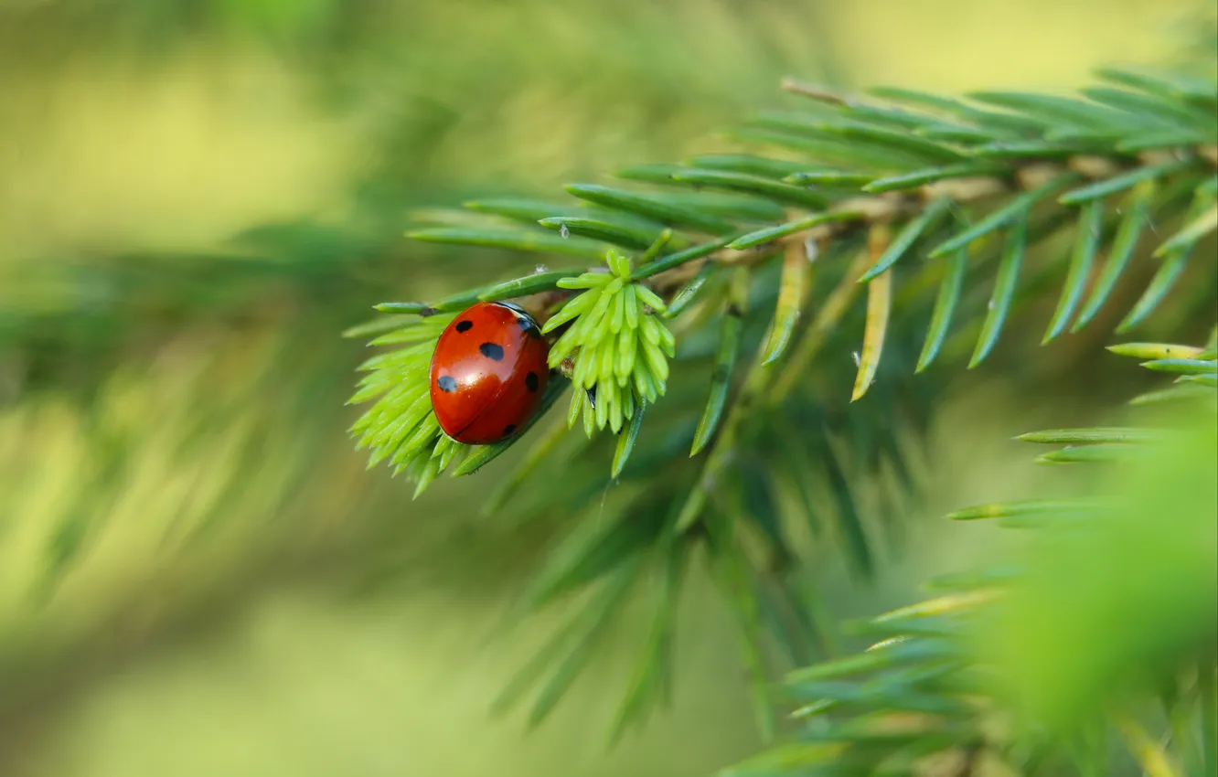 Photo wallpaper red, insect, ladybird