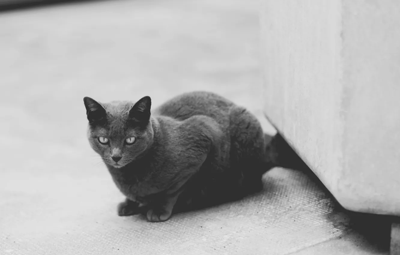 Photo wallpaper cat, cat, grey, black and white