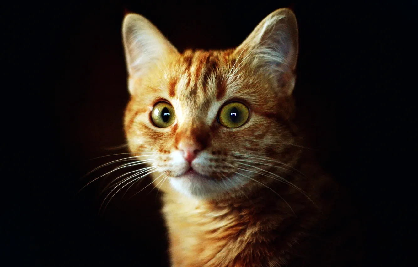 Photo wallpaper cat, eyes, cat, look, face, background, dark, red
