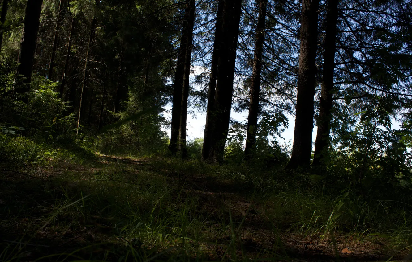 Photo wallpaper forest, grass, trees