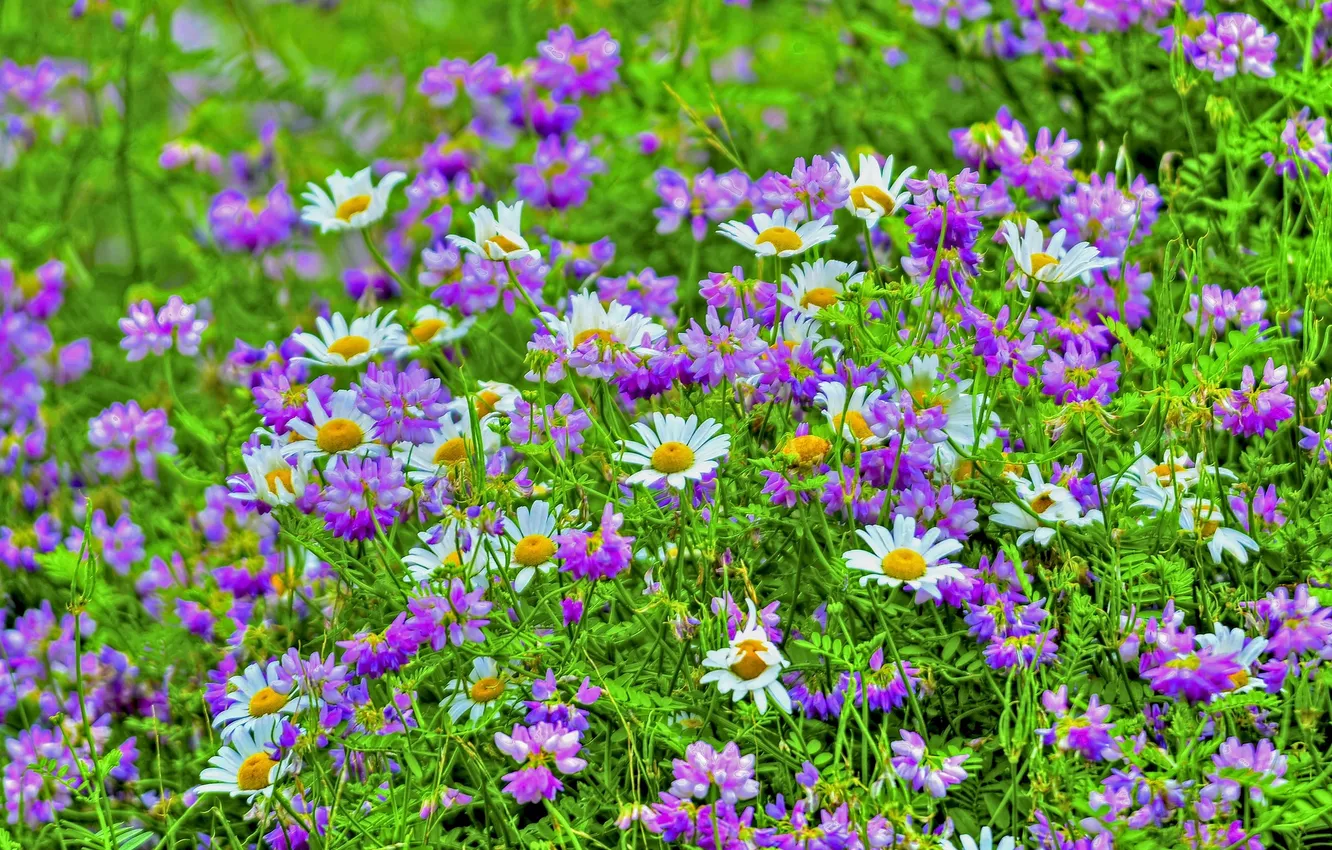 Photo wallpaper flowers, chamomile, meadow