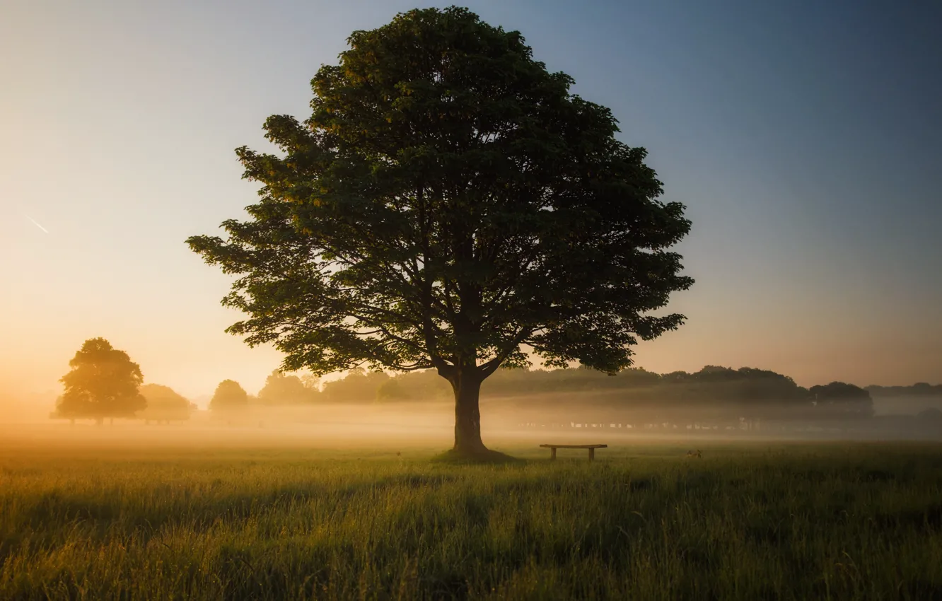 Photo wallpaper field, trees, sunset, nature, fog, shop