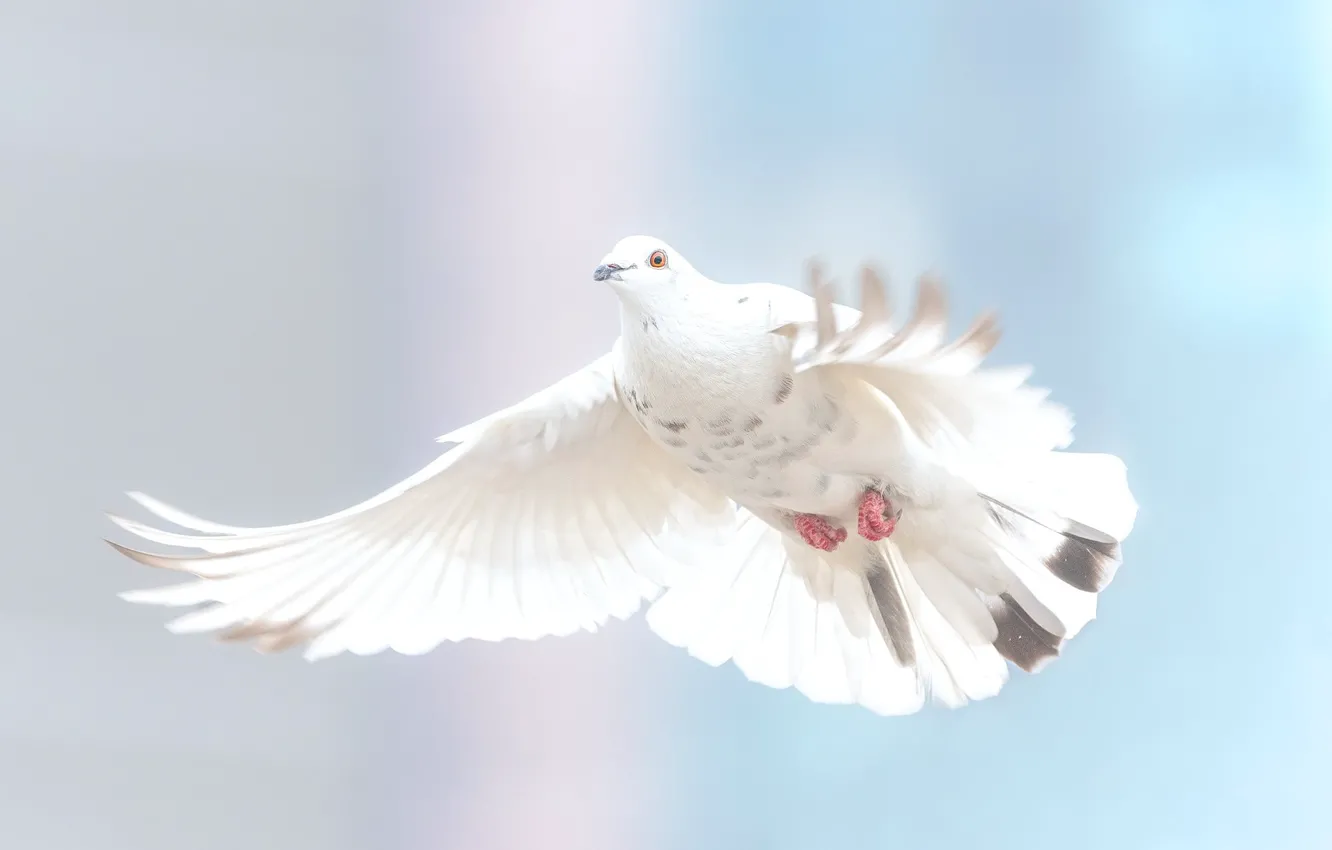 Photo wallpaper white, dove, Bird
