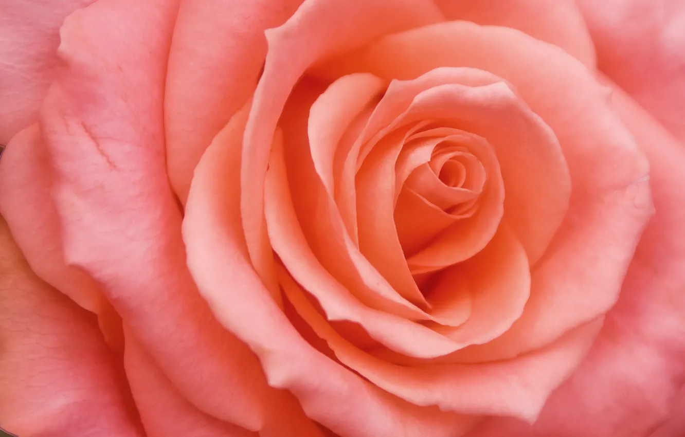 Photo wallpaper flower, pink, rose, petals, Bud