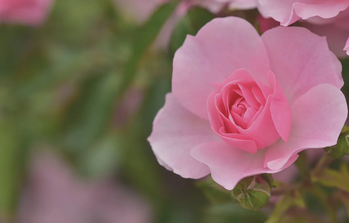 Photo wallpaper macro, roses, petals, pink, bokeh