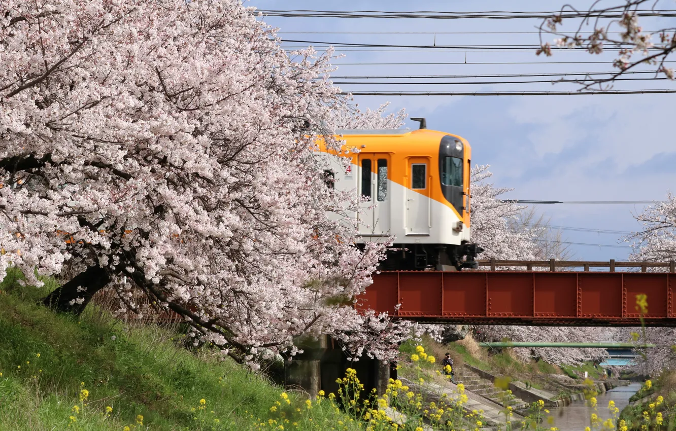 Photo wallpaper Bridge, Sakura, Japan, Train, Japan, River, Railway station, Railway station