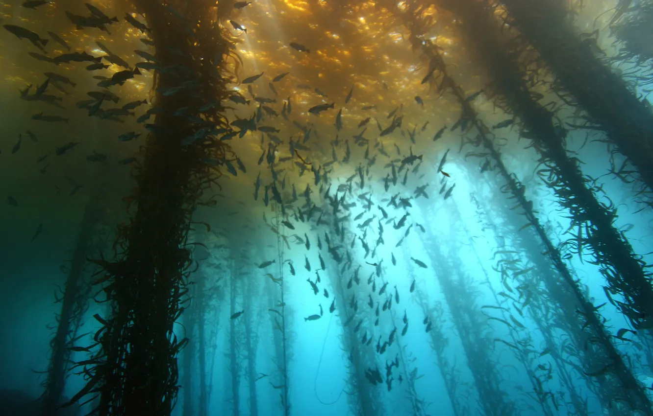Photo wallpaper sea, fish, algae
