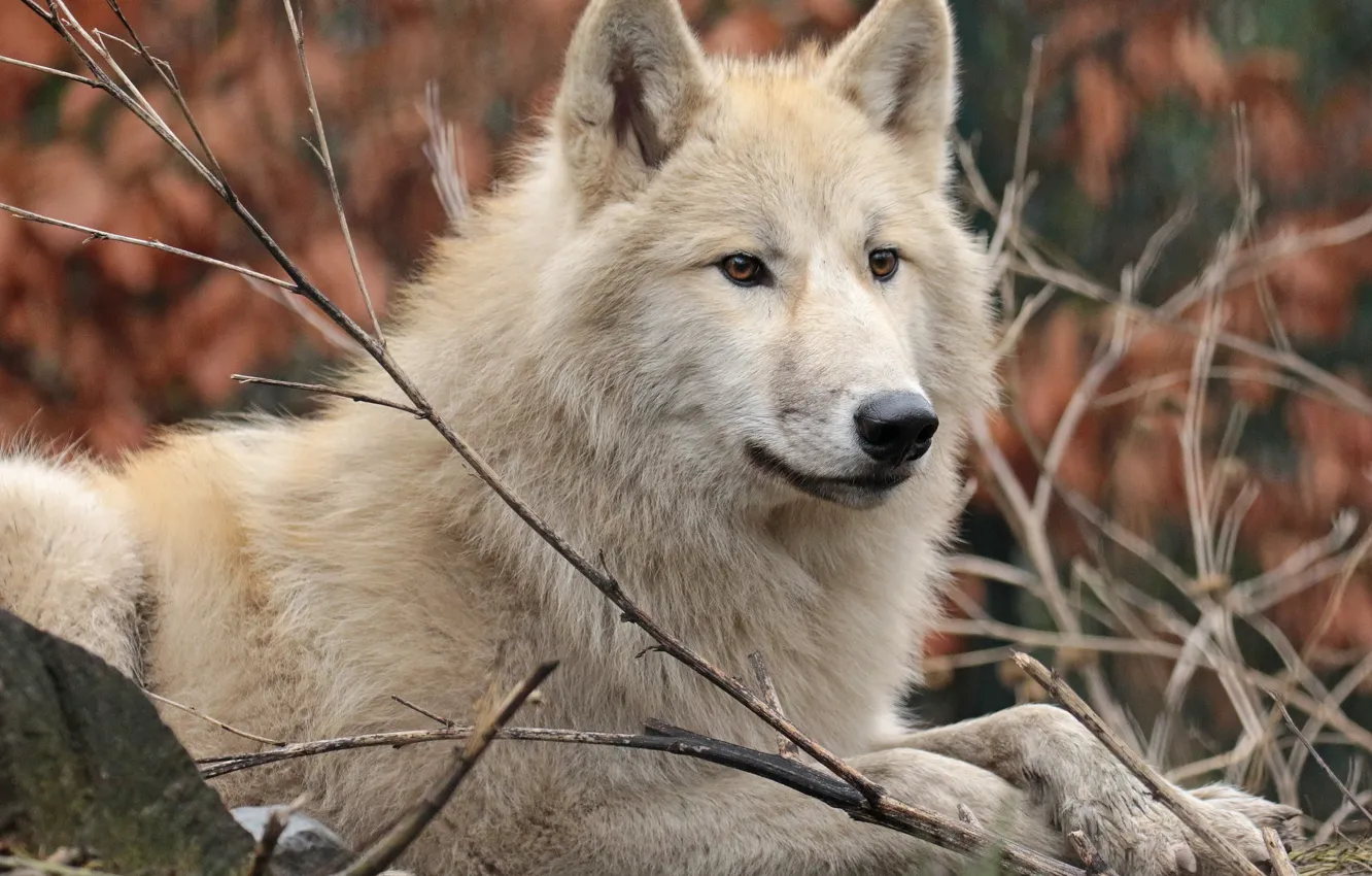 Photo wallpaper wolf, predator, wool