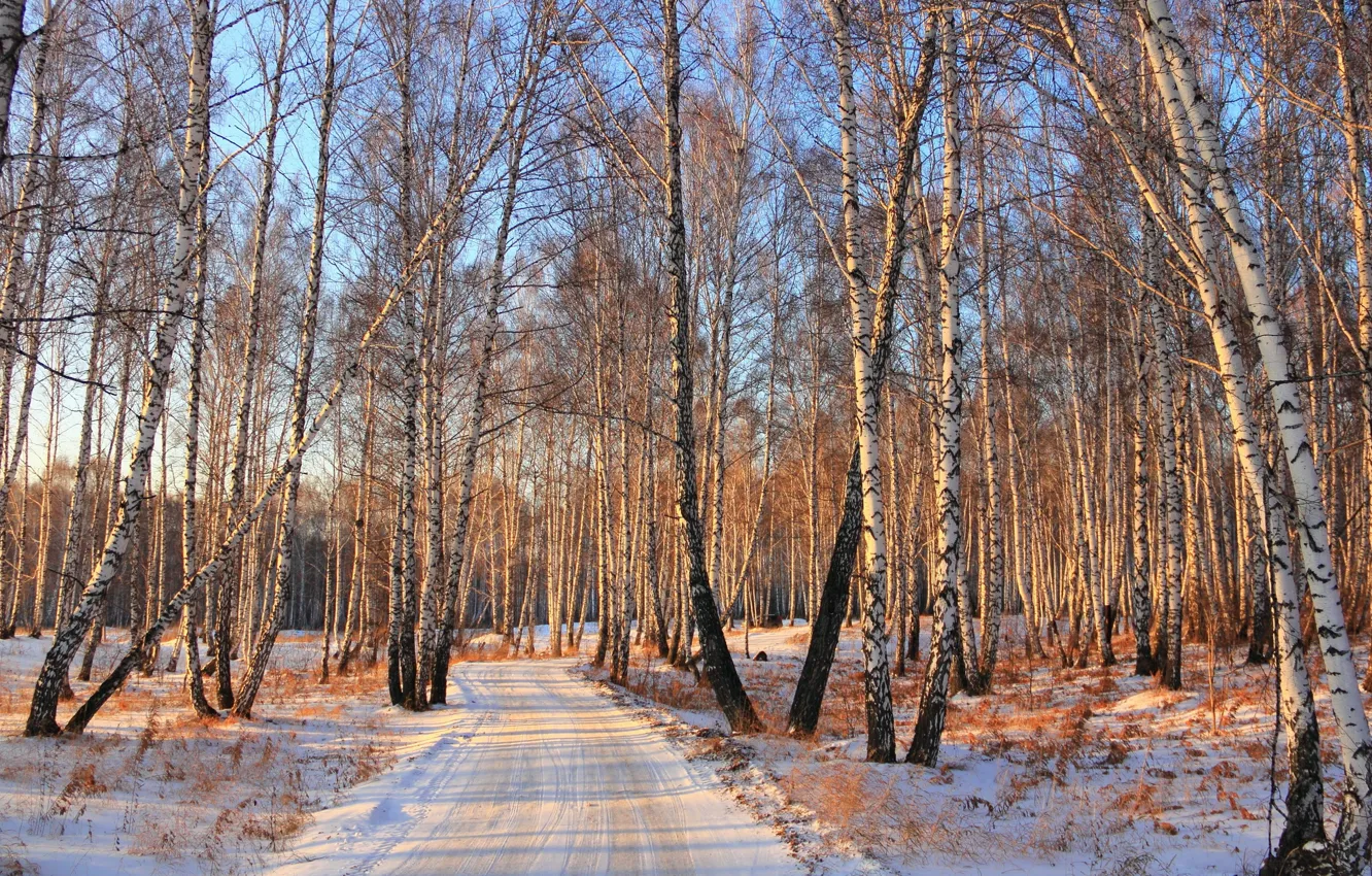 Photo wallpaper winter, road, forest, snow, birch