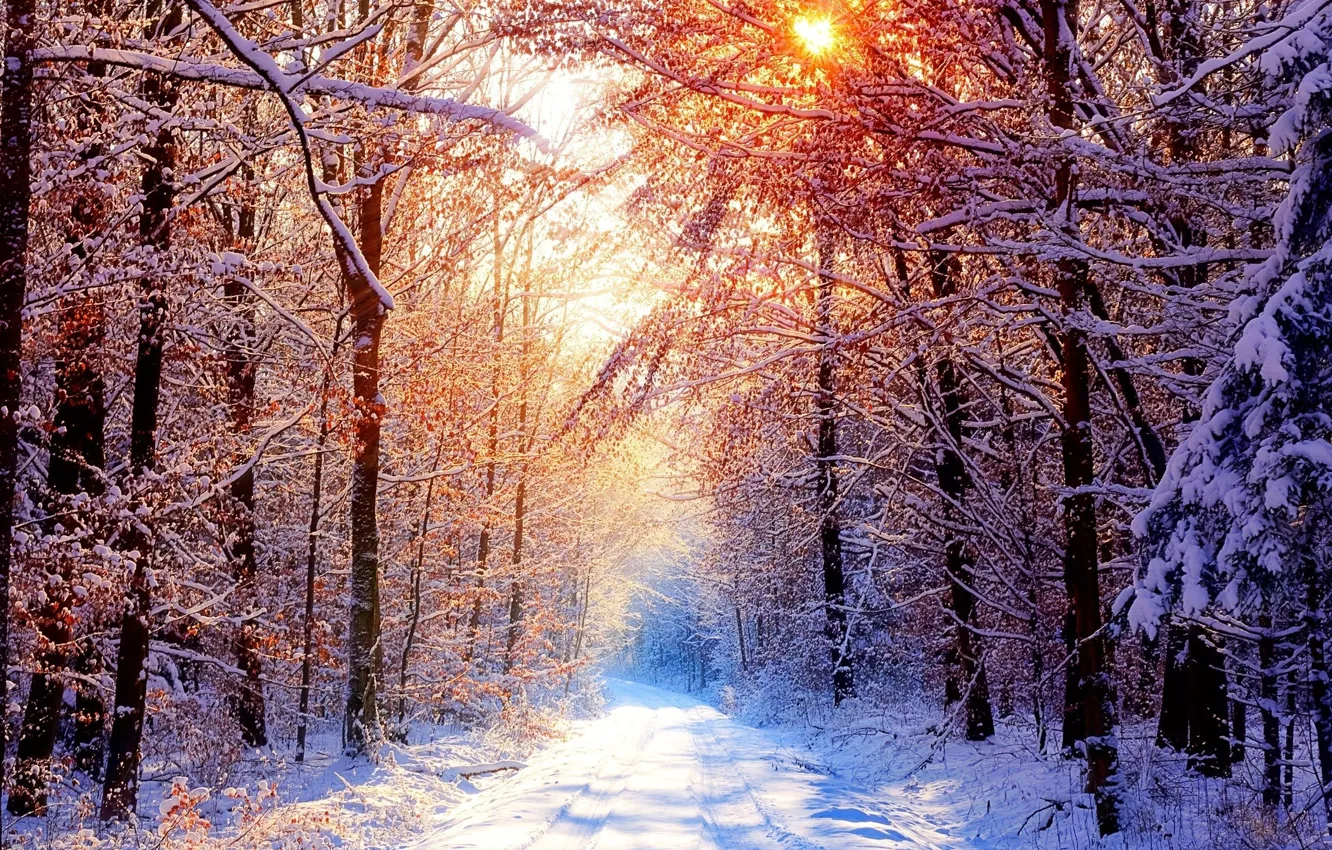 Photo wallpaper winter, road, forest, the sun, snow, trees, branches, nature