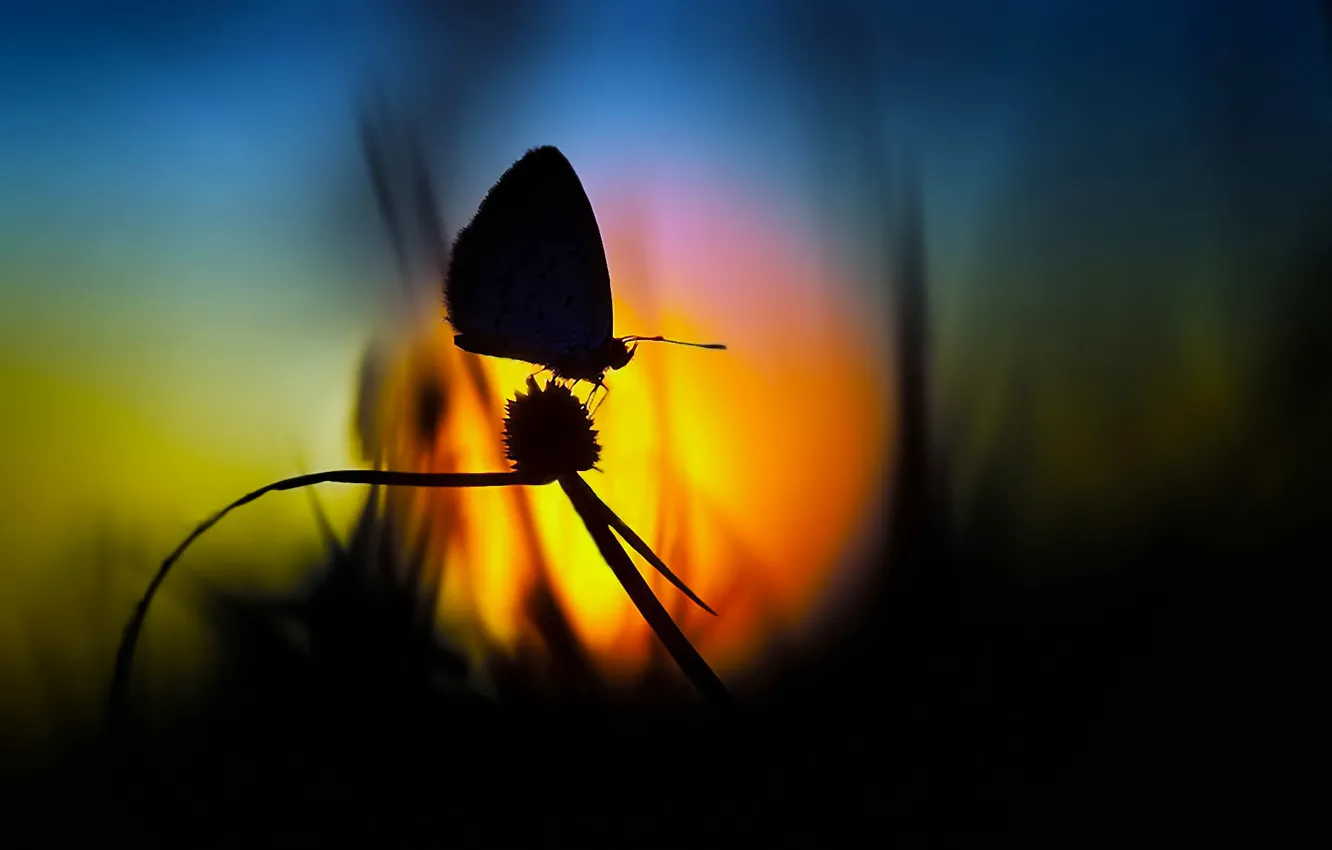 Photo wallpaper grass, the sun, sunset, butterfly, silhouette