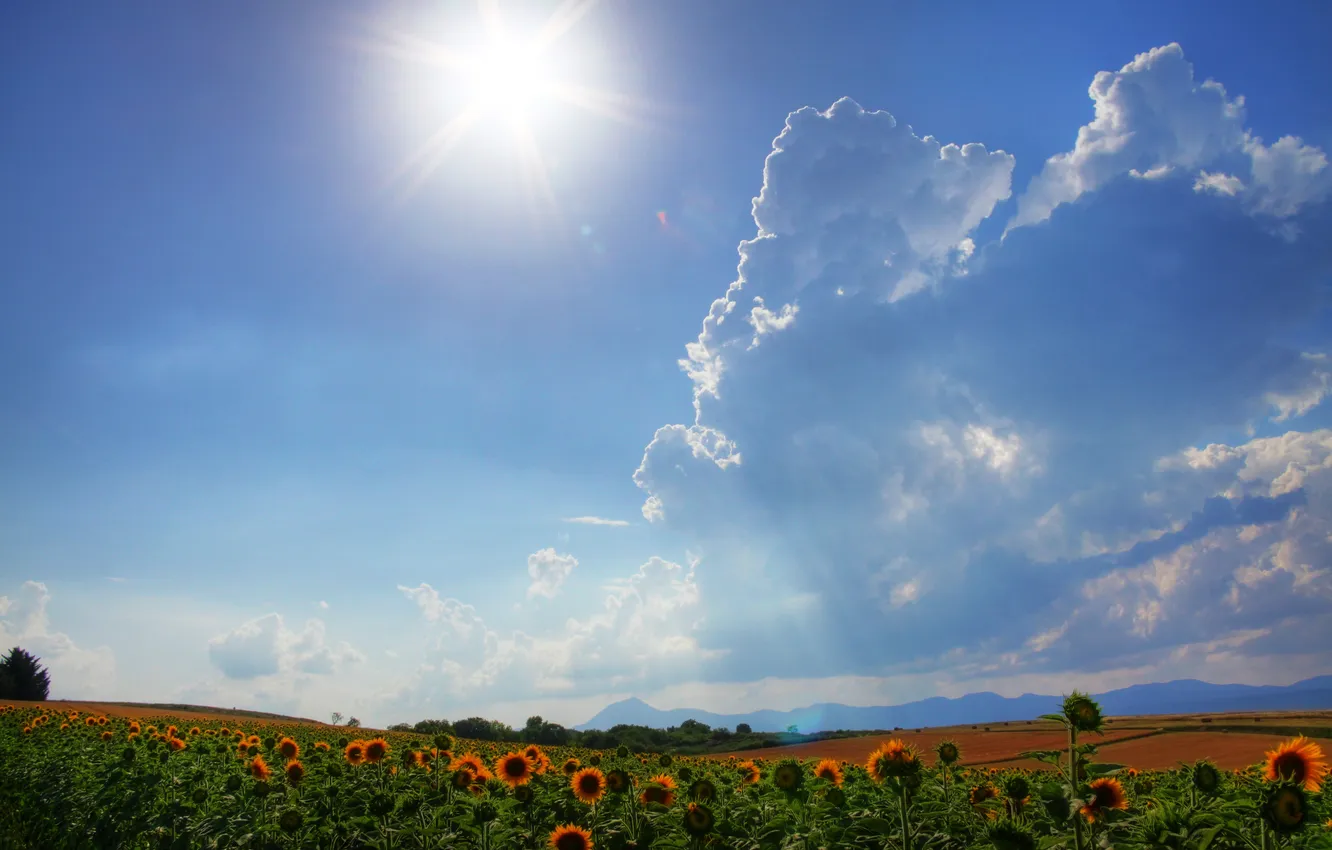 Photo wallpaper field, the sky, the sun, clouds, rays, light, sunflowers, nature
