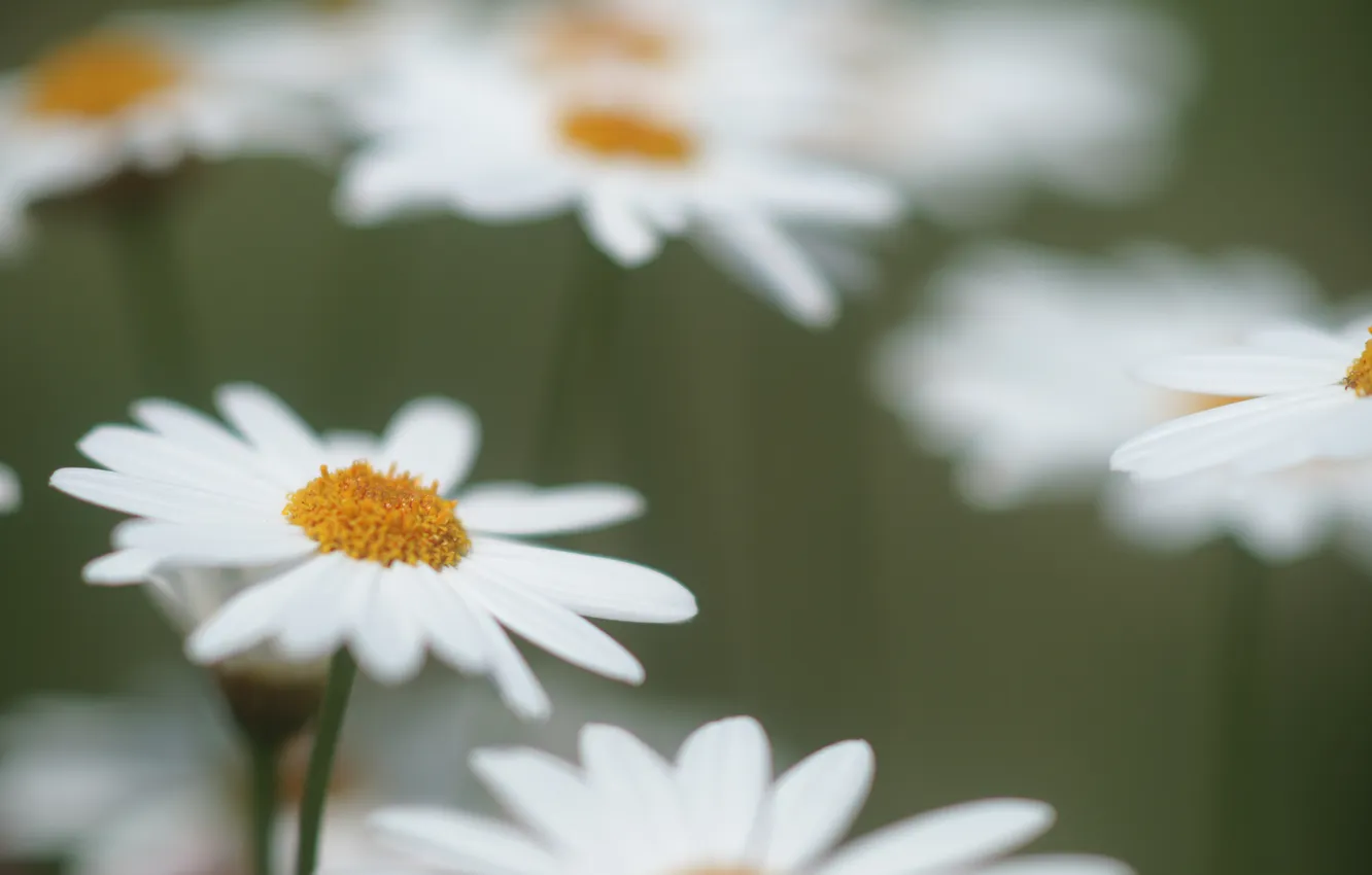 Photo wallpaper macro, flowers, nature, chamomile, white